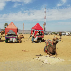 Kamel vor bunten Zelten