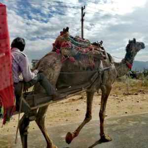 Kamel in Rajasthan